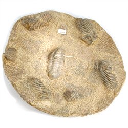 Fossils for sale Trilobite Fossil Plate 