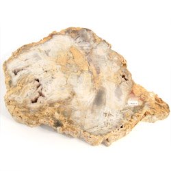 Fossils for sale Petrified Wood