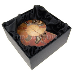 Fossils for sale Ammonite Fossil Gift Box Â£14.99