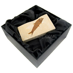 Fossils for sale Crystal & Fossil Gift Box Â£22.99