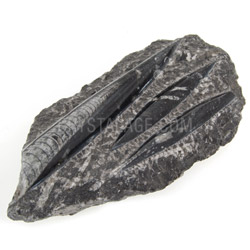 Fossils for sale Orthoceras Fossil Plate 22cm Â£9.99