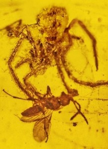 Spider in Amber