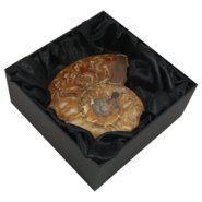 Ammonite Fossil Gift Box